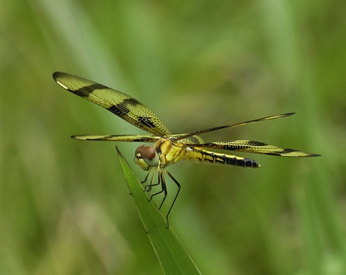 Female
2005_06_26_Putnam